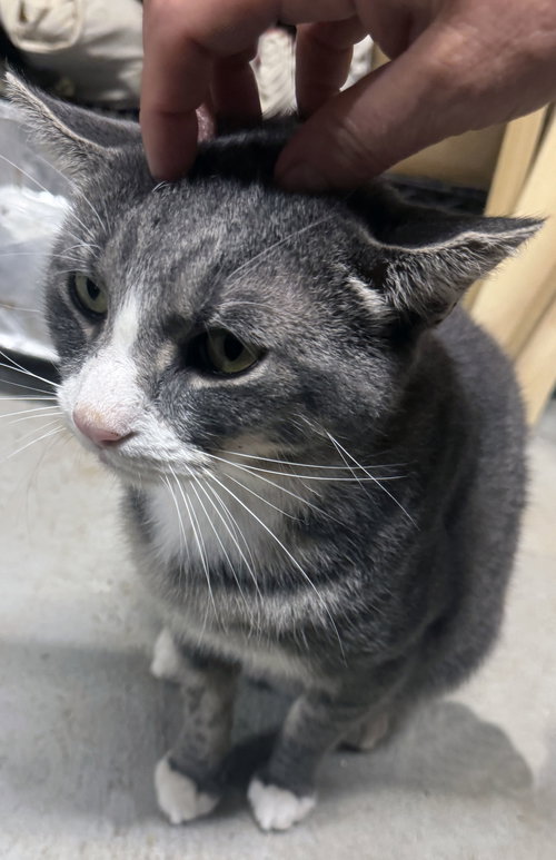 JOEY - Domestic Short Hair available for adoption