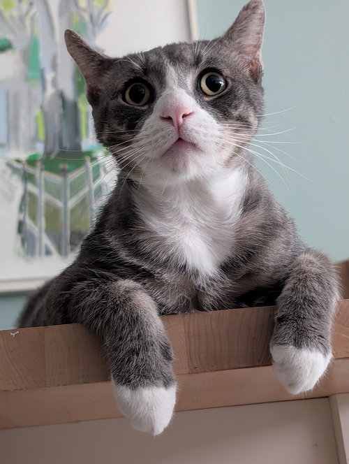 JOEY - Domestic Short Hair available for adoption