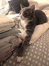 Joey - Photo 3