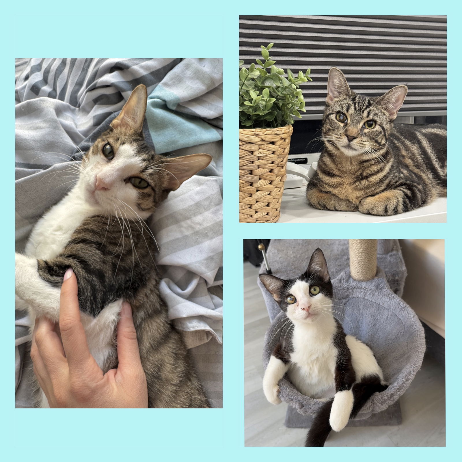 adoptable Cat in Brooklyn, NY named Tiana, Belle & Elsa