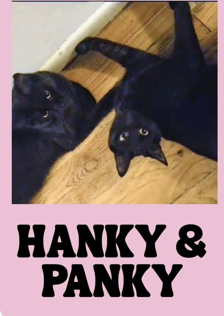 adoptable Cat in Brooklyn, NY named Hanky and Panky