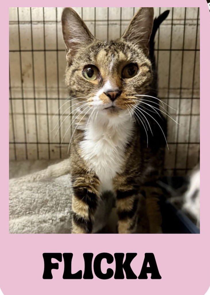 adoptable Cat in Brooklyn, NY named Flicka