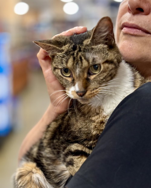 FLICKA - Domestic Short Hair available for adoption