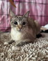 adoptable Cat in brooklyn, NY named Elsa
