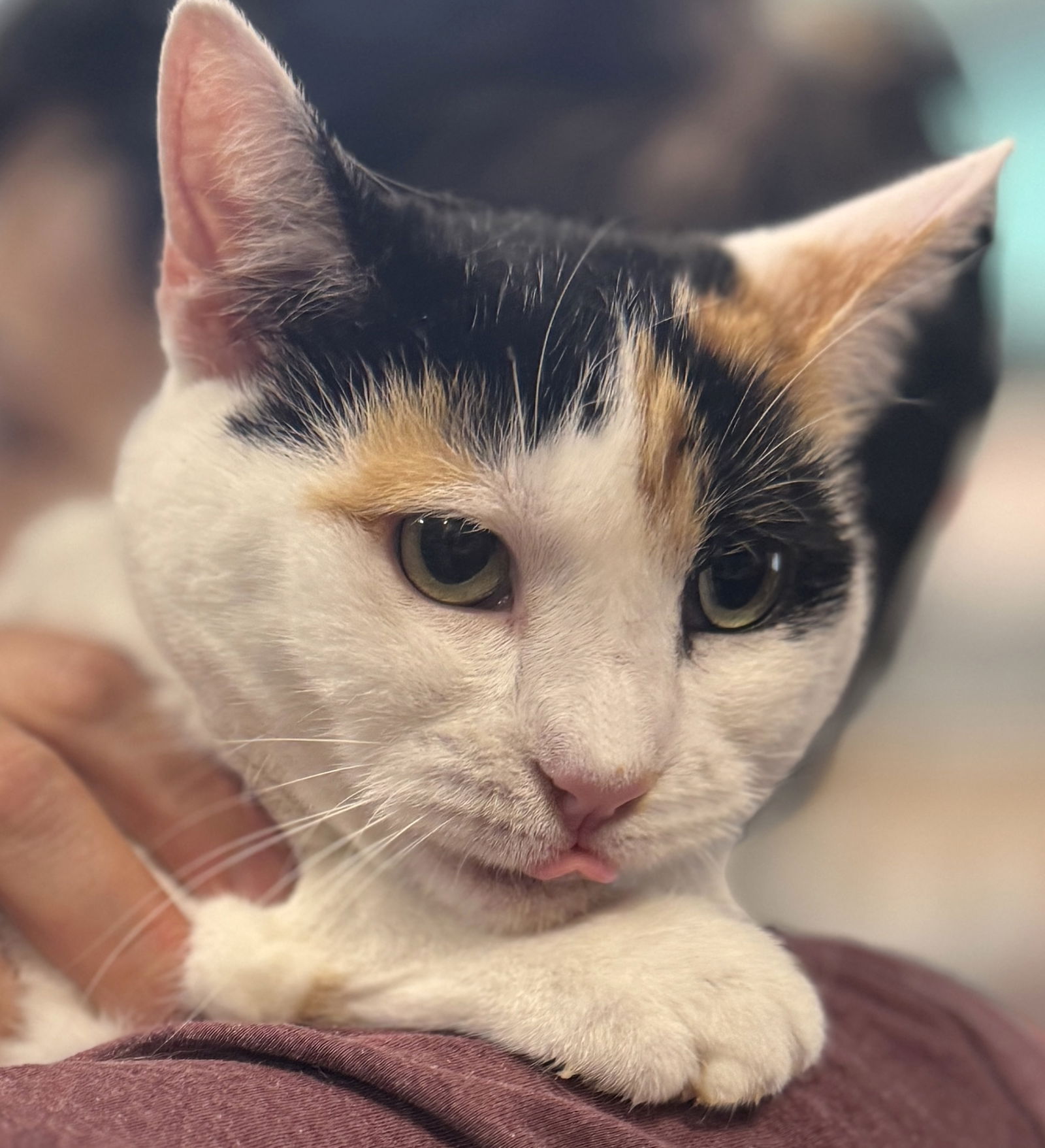 adoptable Cat in Brooklyn, NY named Lunabelle