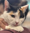 adoptable Cat in brooklyn, NY named Lunabelle