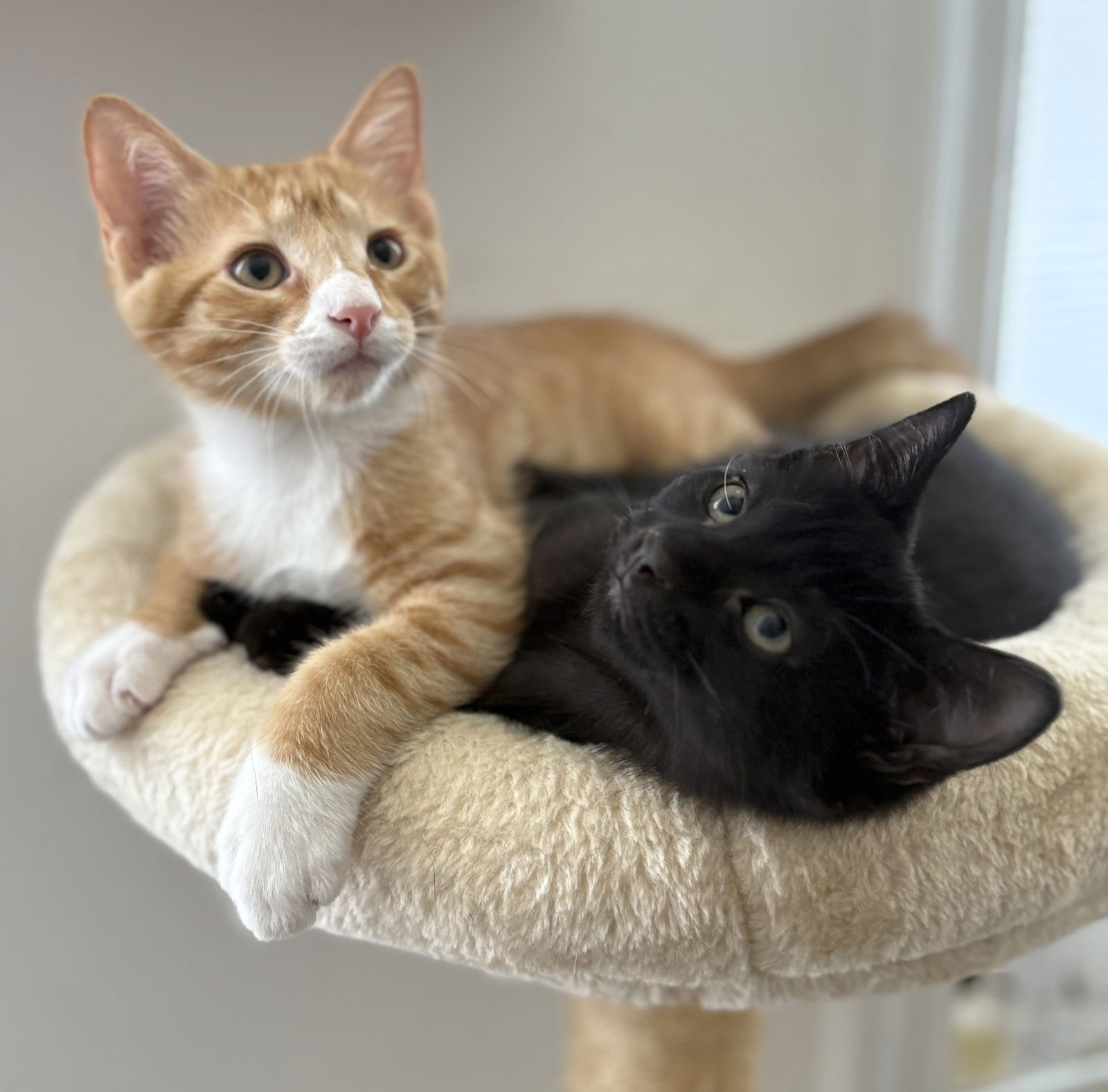 adoptable Cat in Brooklyn, NY named Carter and Cowboy