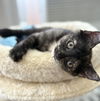 adoptable Cat in brooklyn, NY named Livvy and Jolene Kittens