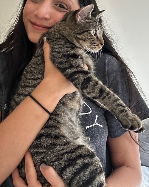 ZOE - Domestic Short Hair available for adoption