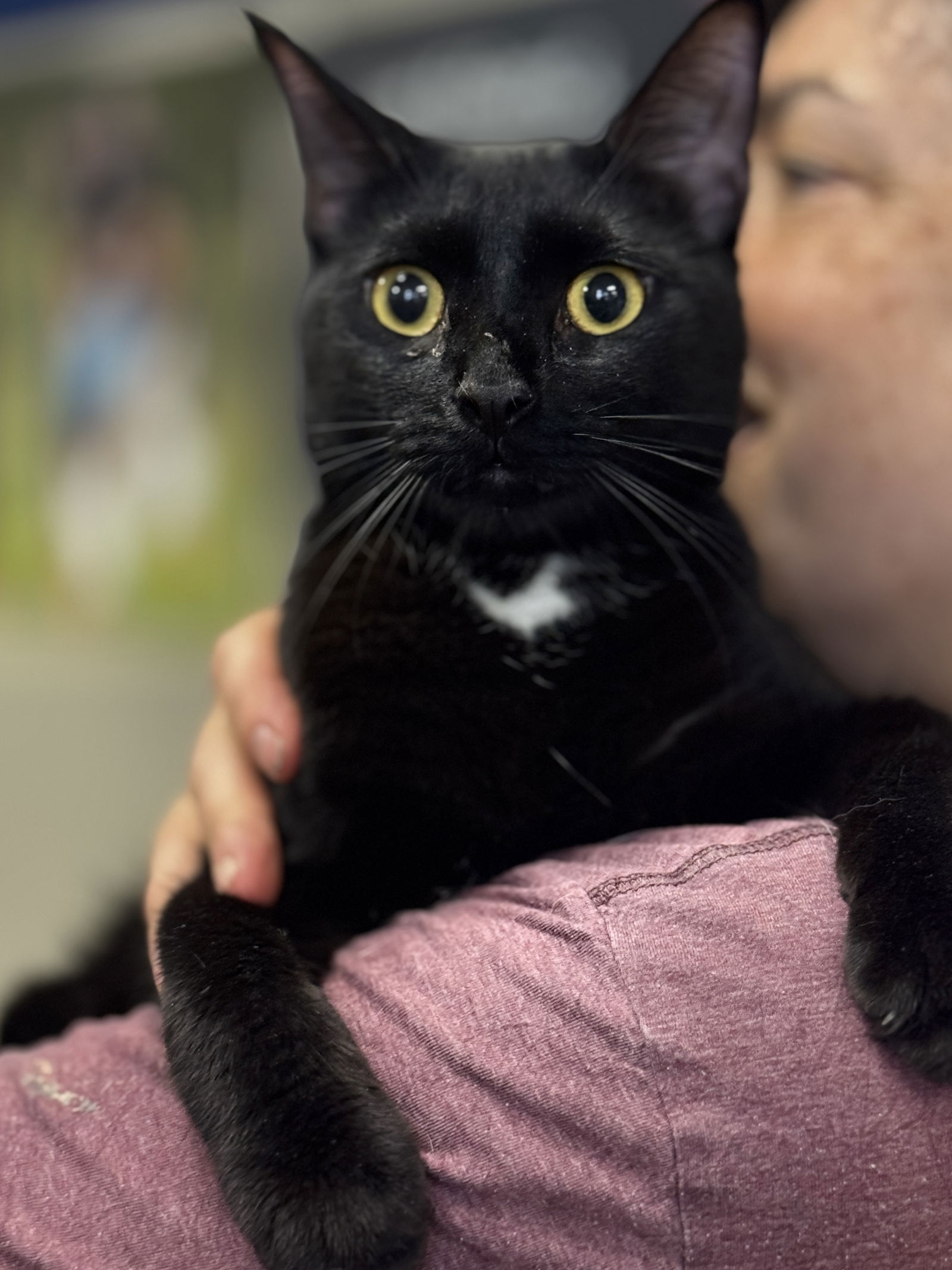 adoptable Cat in Brooklyn, NY named Panther