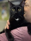 adoptable Cat in brooklyn, NY named Panther