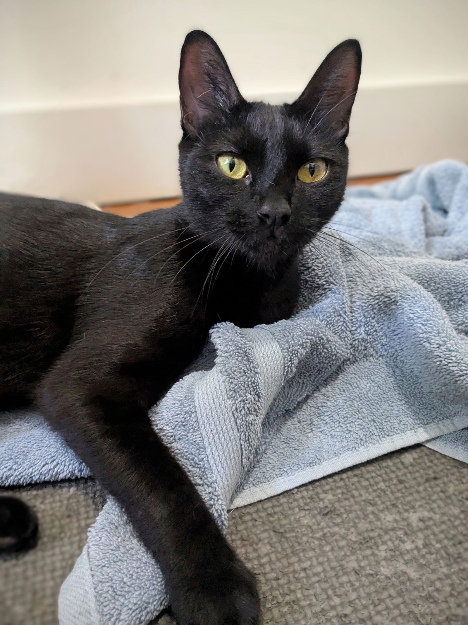 adoptable Cat in Brooklyn, NY named Brie