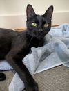 adoptable Cat in brooklyn, NY named Brie