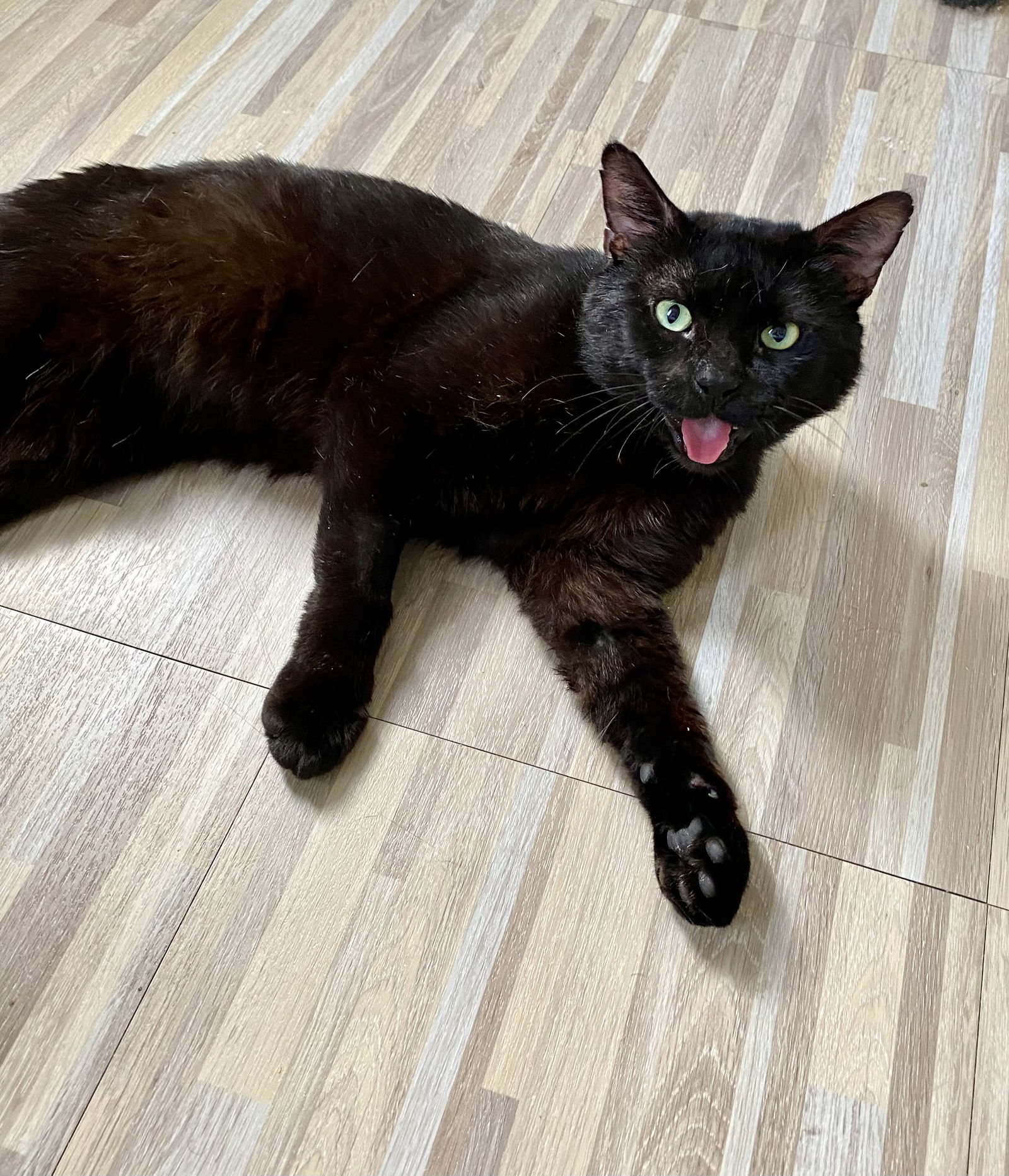 adoptable Cat in Brooklyn, NY named Sirius Black