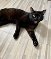 adoptable Cat in brooklyn, NY named Sirius Black