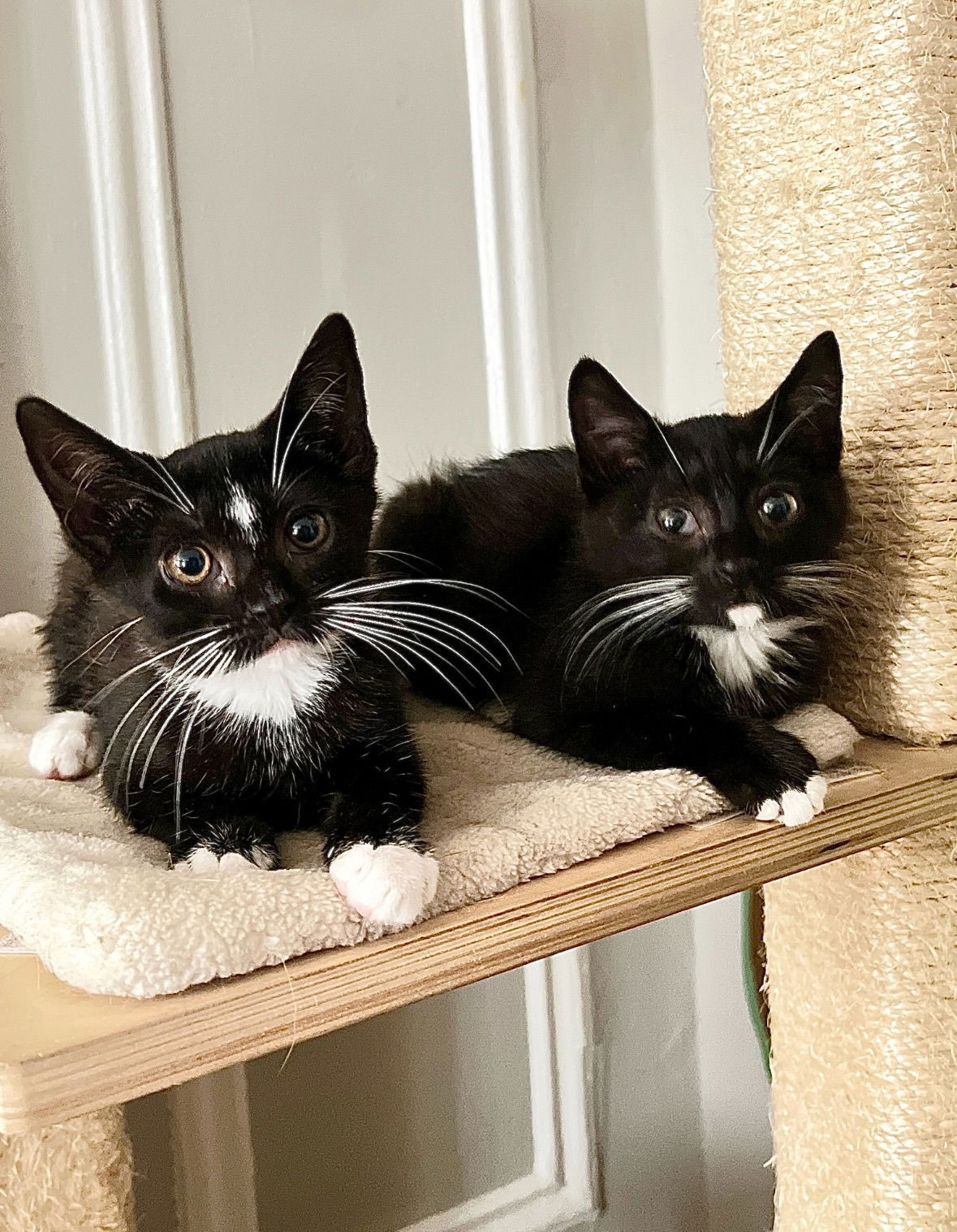 adoptable Cat in Brooklyn, NY named Luz and Pistachio