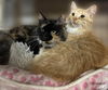 adoptable Cat in  named Phoebe and Lucy