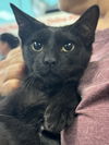 adoptable Cat in brooklyn, NY named Fleury, Lupin and Little Owl