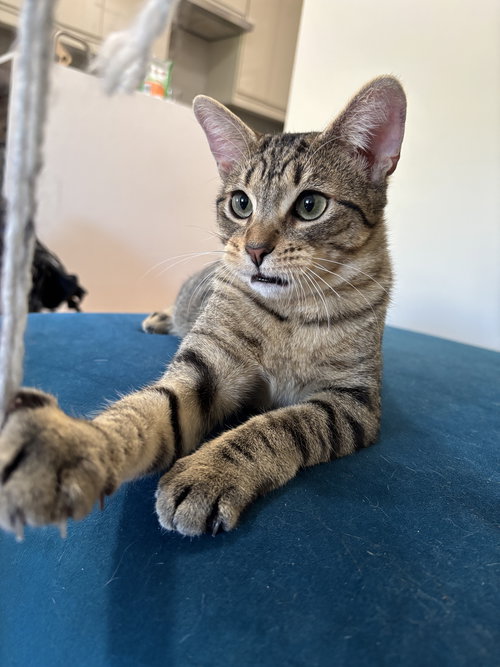 Tamagotchi, Young Domestic Short Hair (short coat), cat for adoption in Clifton, New Jersey