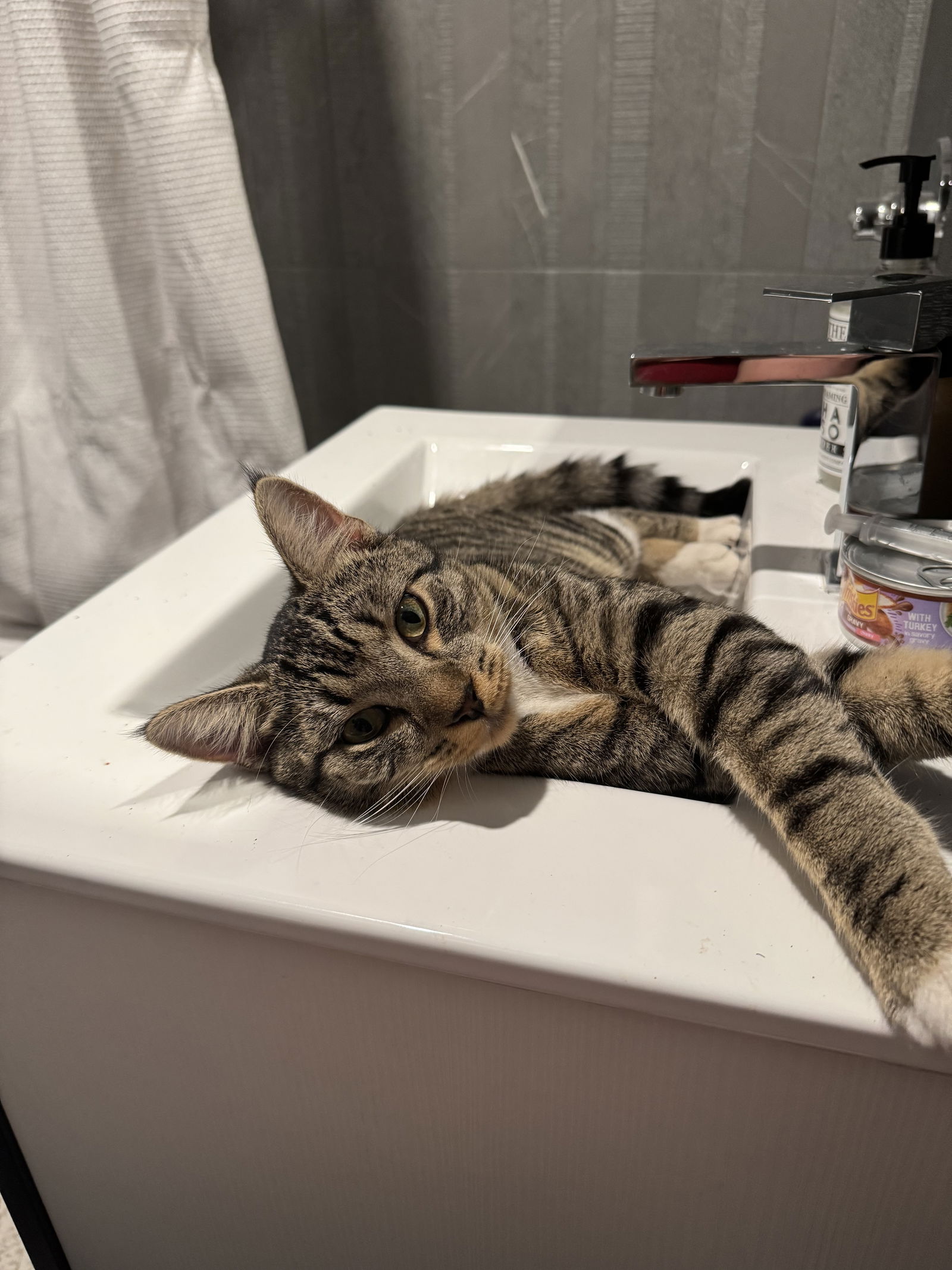 adoptable Cat in Brooklyn, NY named Mister Softee