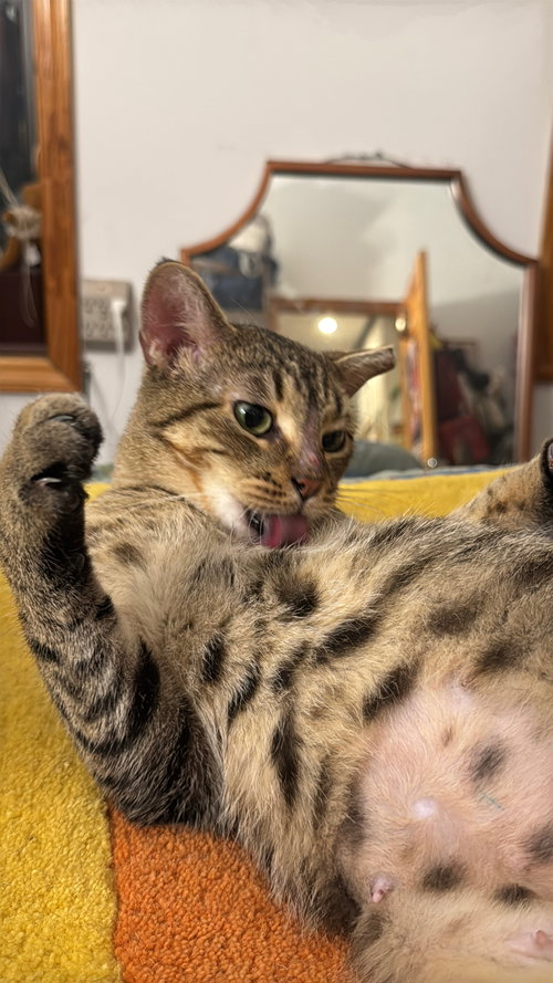 BOP IT - Domestic Short Hair available for adoption
