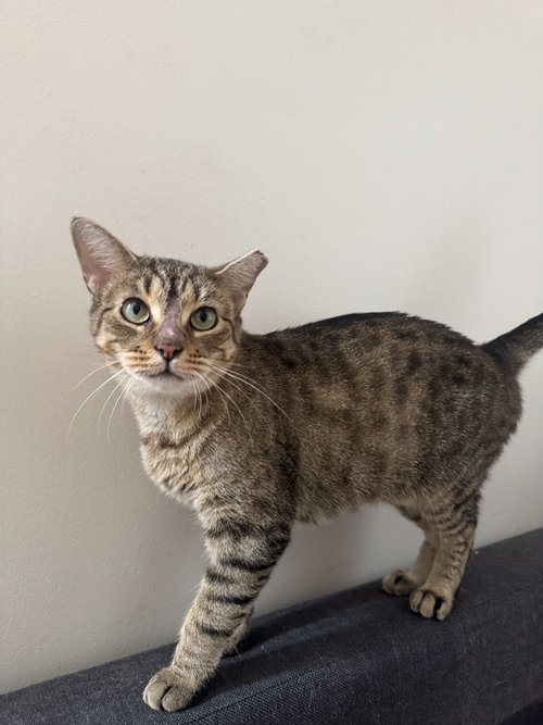 BOP IT - Domestic Short Hair available for adoption