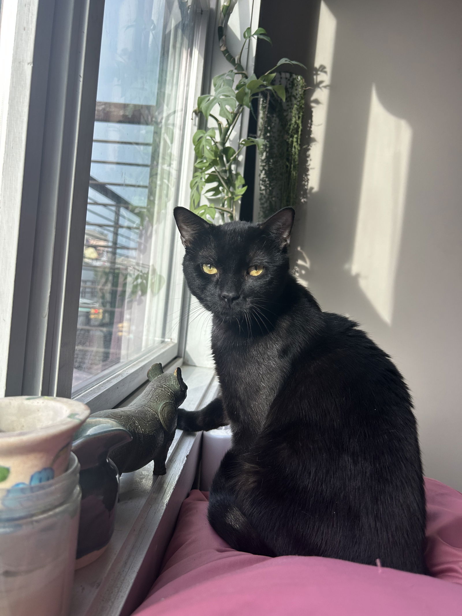 adoptable Cat in Brooklyn, NY named WJ