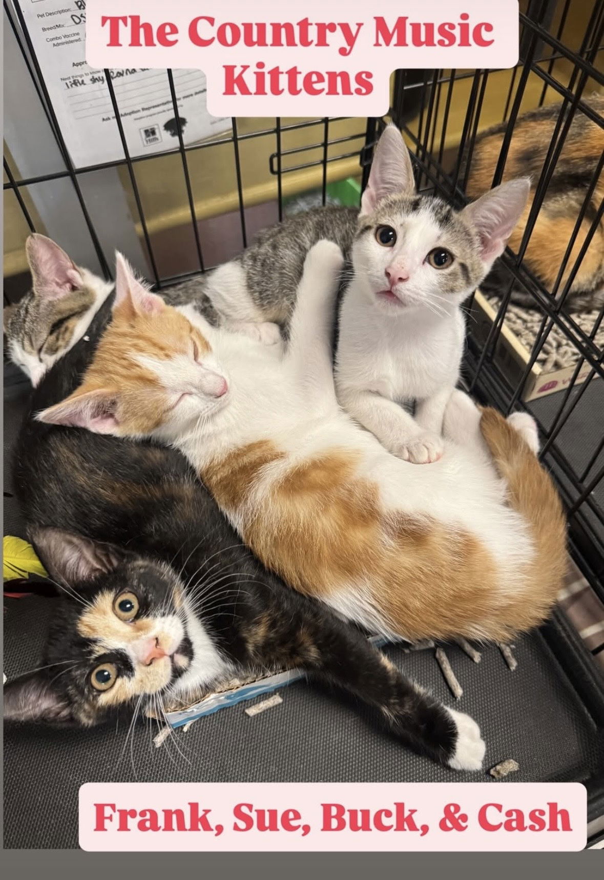 adoptable Cat in Brooklyn, NY named Country Kittens!