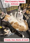 adoptable Cat in , NY named Country Kittens!