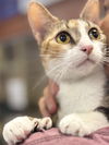 adoptable Cat in  named Penny Wonderful