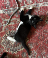 adoptable Cat in brooklyn, NY named Honey Bun & Sweet Cheeks