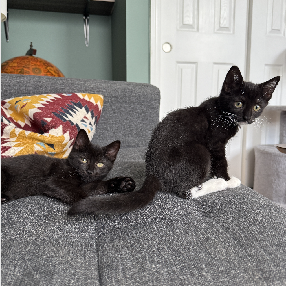 adoptable Cat in Brooklyn, NY named Sugar Plum & Baby Cakes