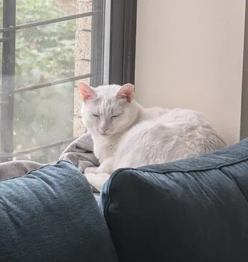Stardust - Domestic Short Hair