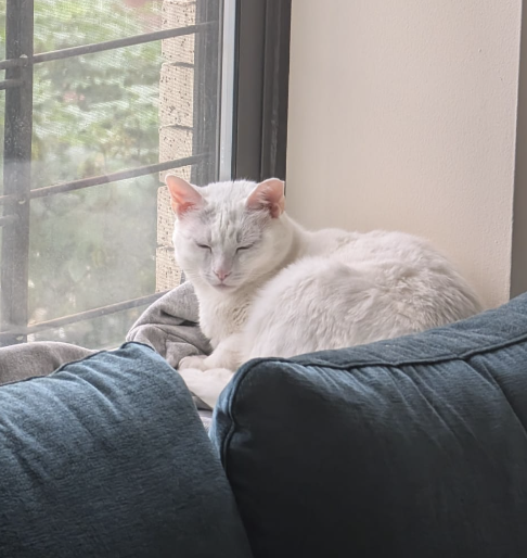 Stardust, Domestic Short Hair (short coat)