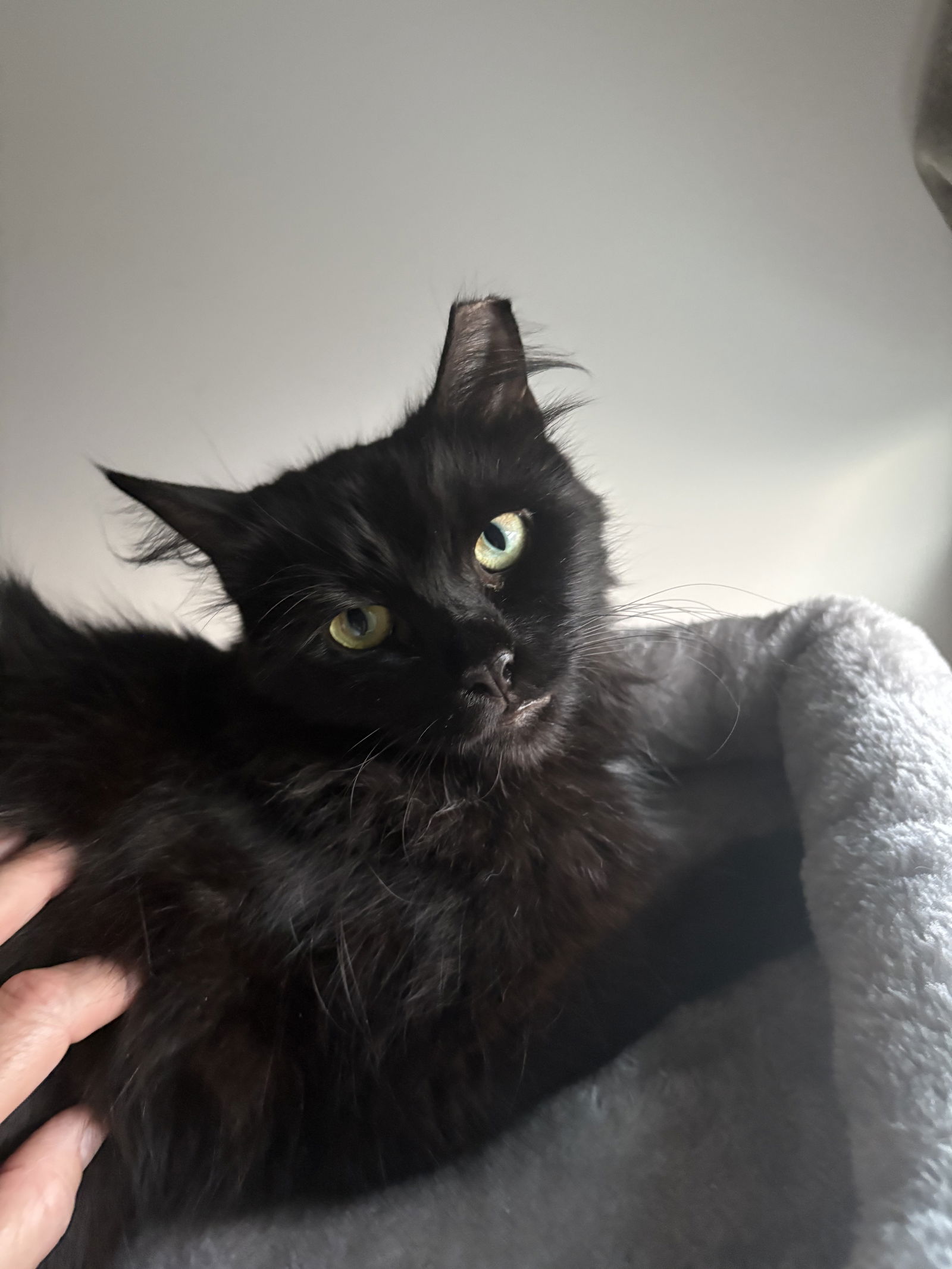 adoptable Cat in Brooklyn, NY named Shadow