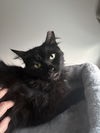 adoptable Cat in  named Shadow