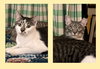 Sweet Cheeks and Toots - Photo 2