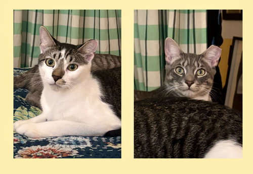SWEET CHEEKS AND TOOTS - Domestic Short Hair available for adoption