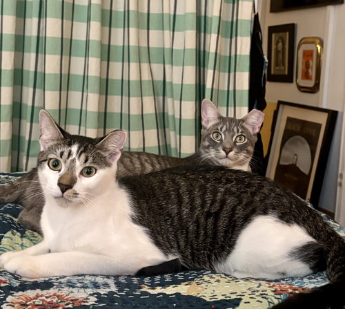 SWEET CHEEKS AND TOOTS - Domestic Short Hair available for adoption