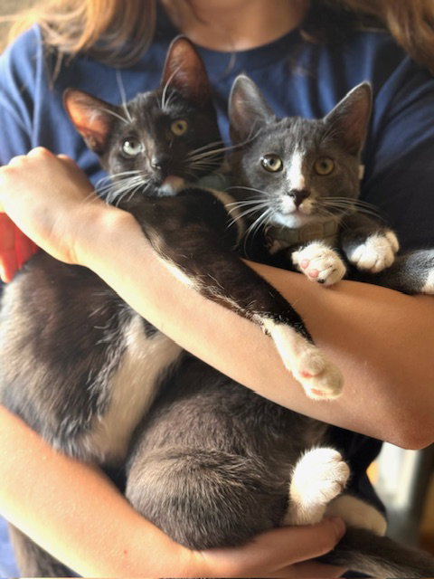 Iggy and Polly Image