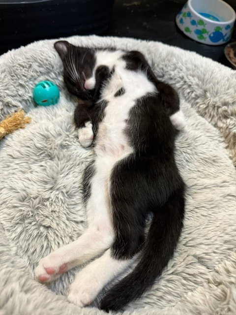 IGGY AND POLLY - Domestic Short Hair available for adoption