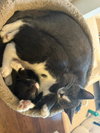 Iggy and Polly - Photo 4