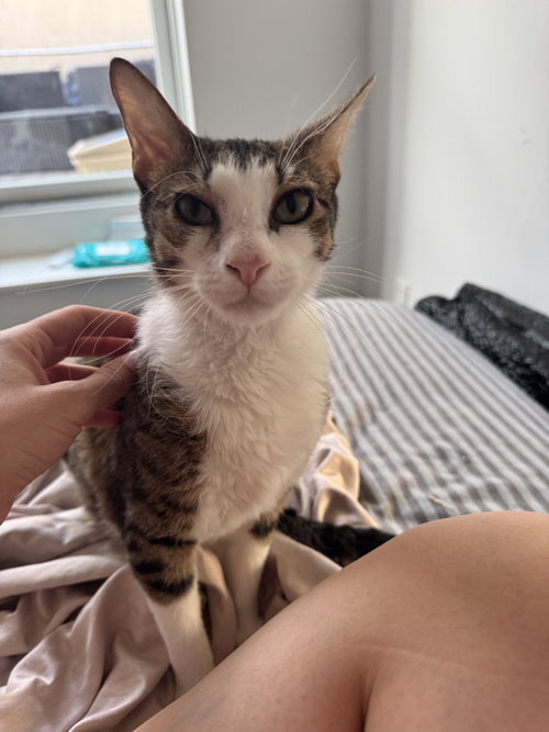 TIANA AND BELLE - Domestic Short Hair available for adoption
