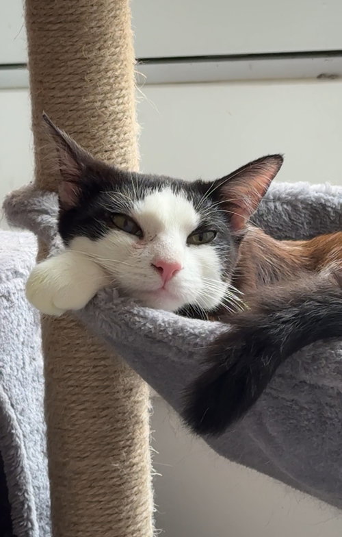 ELSA - Domestic Short Hair available for adoption