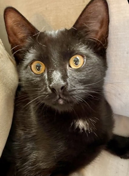 HENRY AND HARRISON - Domestic Short Hair available for adoption