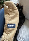 Henry and Harrison - Photo 3