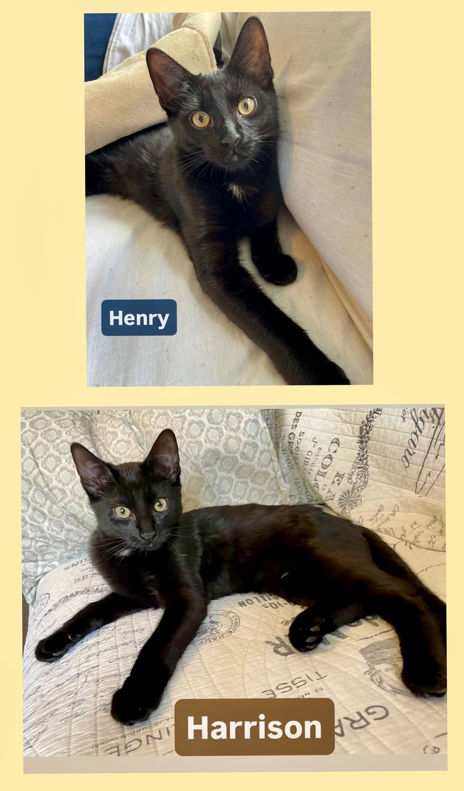 Henry and Harrison Image
