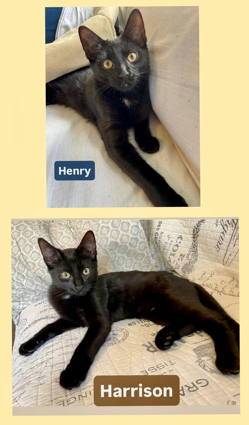 HENRY AND HARRISON - Domestic Short Hair available for adoption