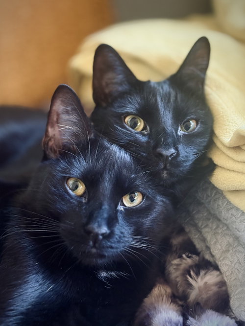 Johannes and Boyfriend, Baby Domestic Short Hair (short coat), cat for adoption in New Rochelle, New York