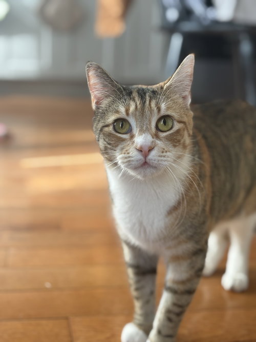 JUNE AND BUG - Domestic Short Hair available for adoption